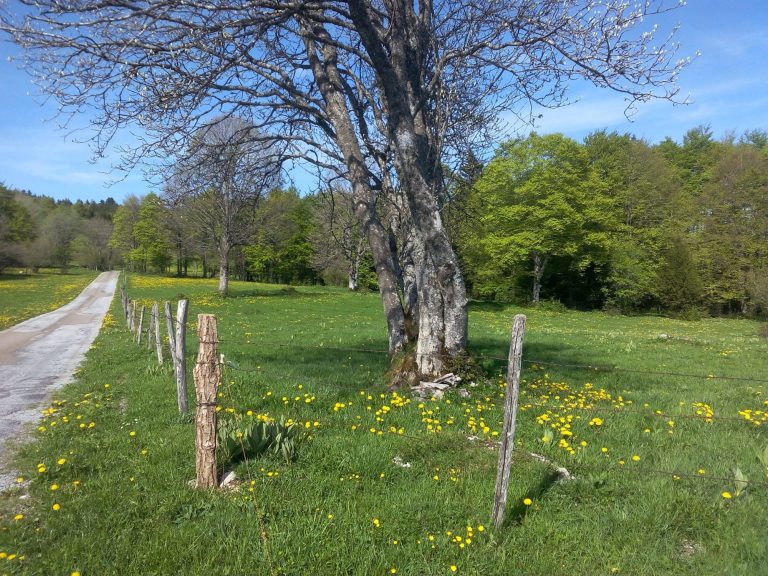 Autour du Chalet du Haut-Doubs en été Chalet du Haut-Doubs _ gite-pontarlier.fr _ Autour du Chalet