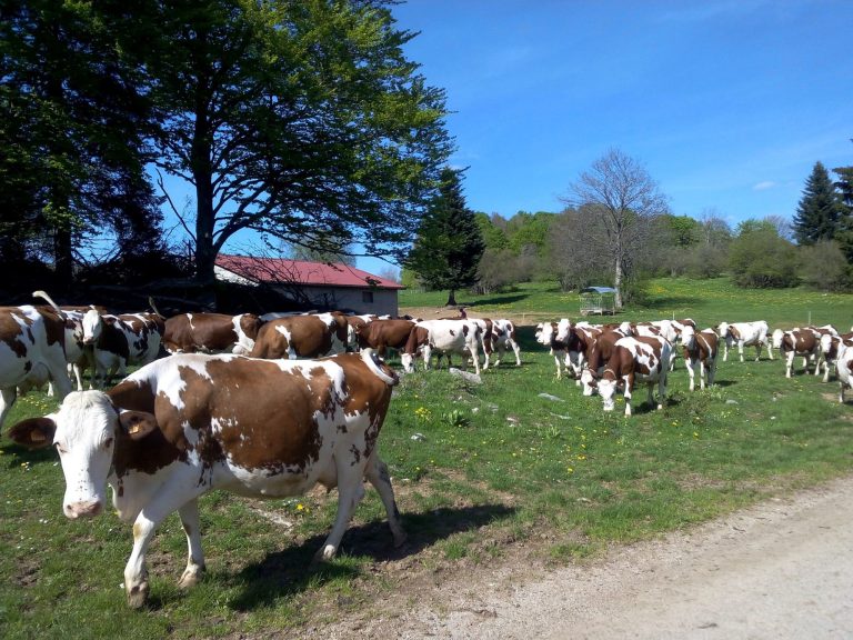 Les embouteillages dans le Haut-Doubs Chalet du Haut-Doubs _ gite-pontarlier.fr _ Embouteillages _ Vaches _ Paysages